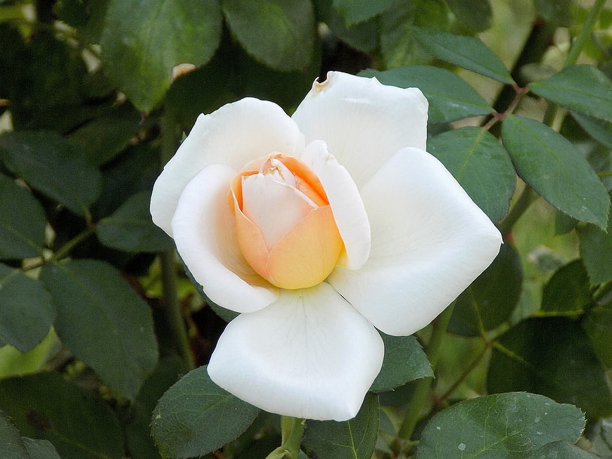 White Rose with Peach Center in Green Garden