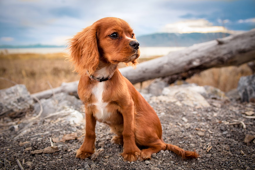 Cute brown puppy sitting on rocky ground outdoors