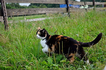 Calico cat walking in tall green grass near wooden fence