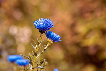 Close-up of vibrant blue autumn aster flowers in nature