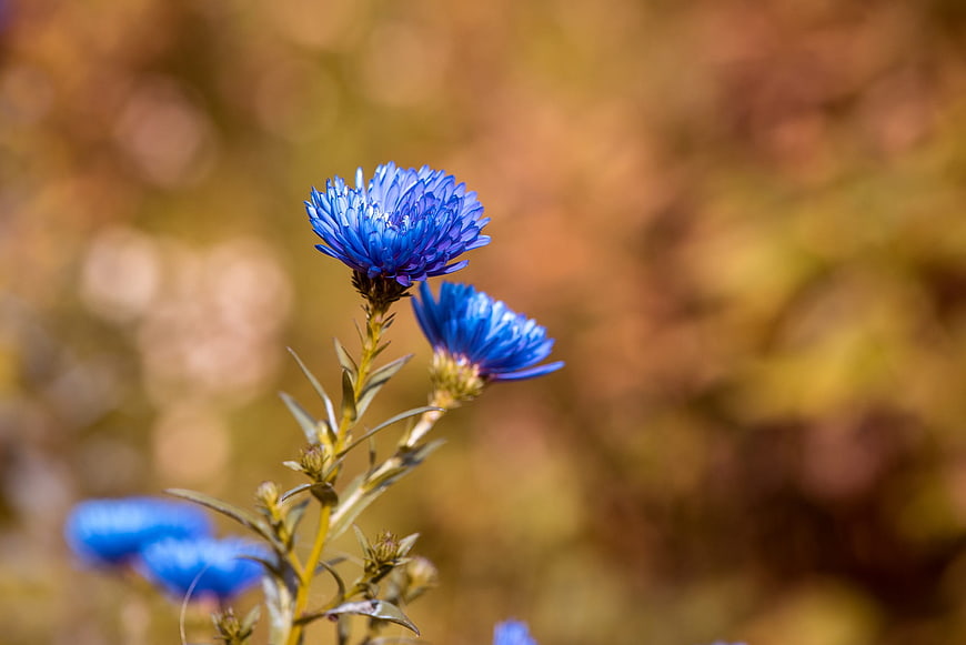 Close-up of vibrant blue autumn aster flowers in nature