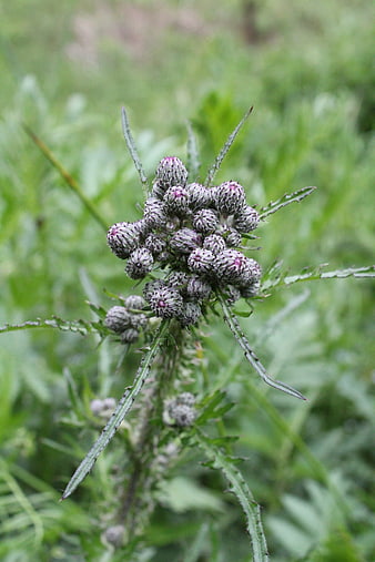 Close-up of thistle flower buds in green meadow