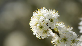 Close-up of white cherry blossoms on a branch