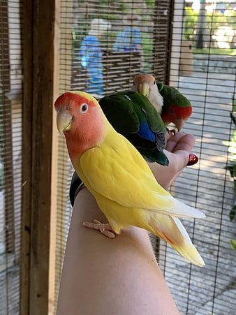 Colorful Lovebirds Perched on Human Arm