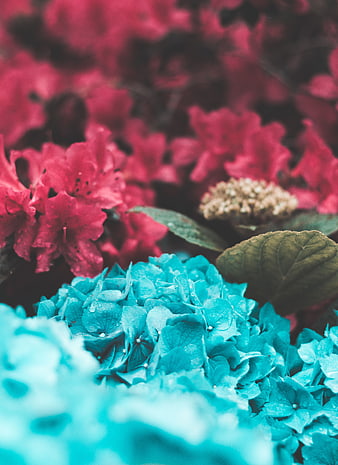 Vibrant Blue and Pink Flowers with Shallow Depth of Field