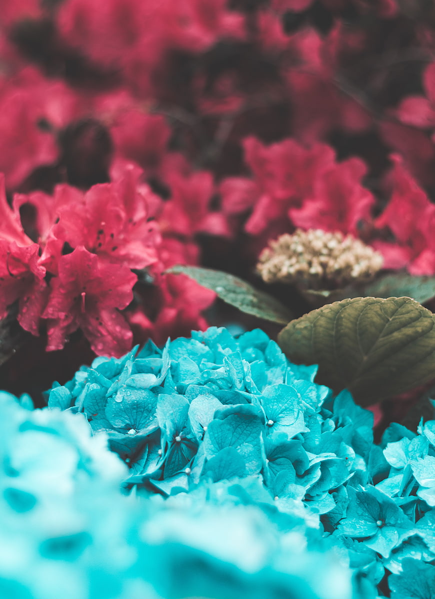Vibrant Blue and Pink Flowers with Shallow Depth of Field
