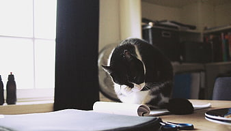 Black and white cat grooming on a desk near window
