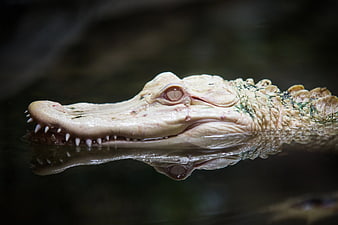 Close-up of Albino Alligator Head in Water