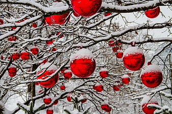 Red Christmas Ornaments Hanging on Snowy Winter Tree Branches