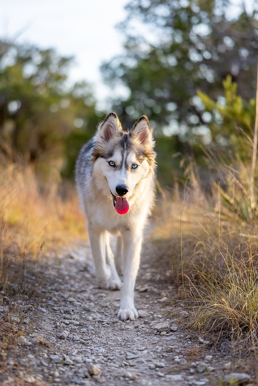 Siberian Husky Walking on Gravel Path in Nature