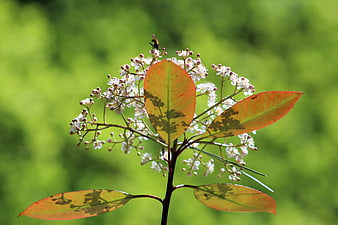 Backlit Red Leaves and White Flowers on Green Background