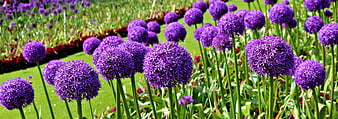Vibrant purple allium flowers blooming in a sunny garden