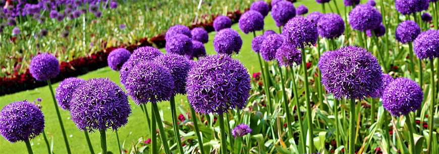 Vibrant purple allium flowers blooming in a sunny garden